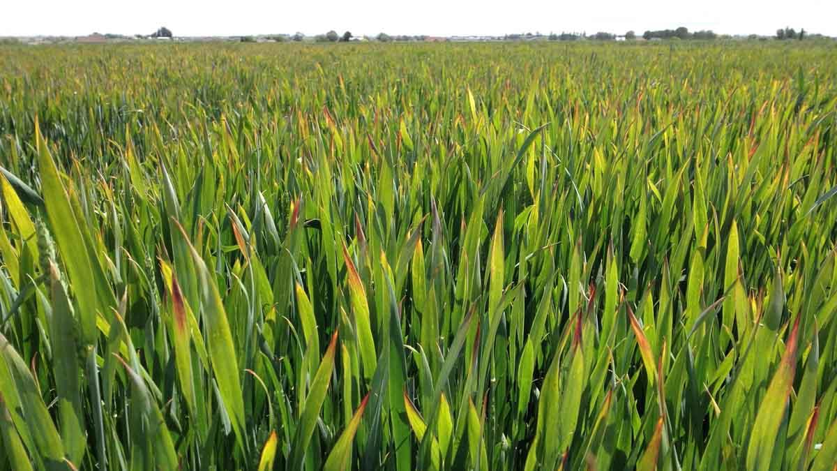 Barley that has the yellow dwarf virus.