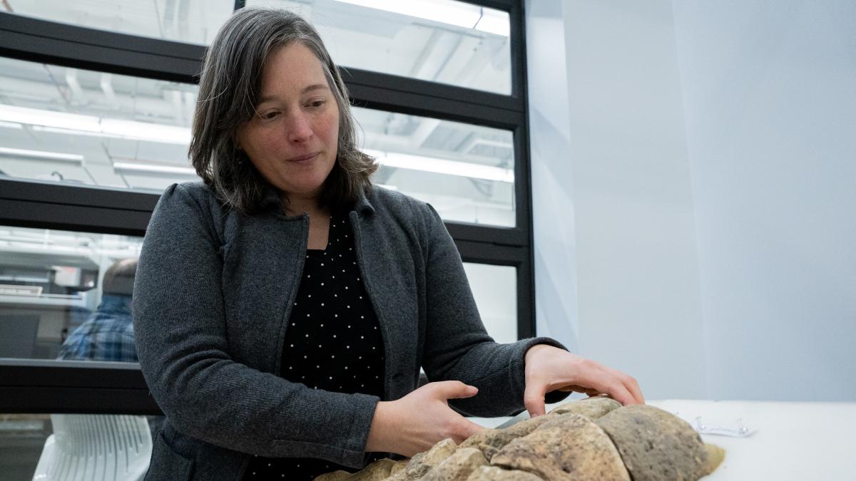 A research professor examining mammoth bones.